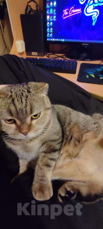 Кошки в Самаре: Отдам кошку в хорошие руки Девочка, Бесплатно - фото 5