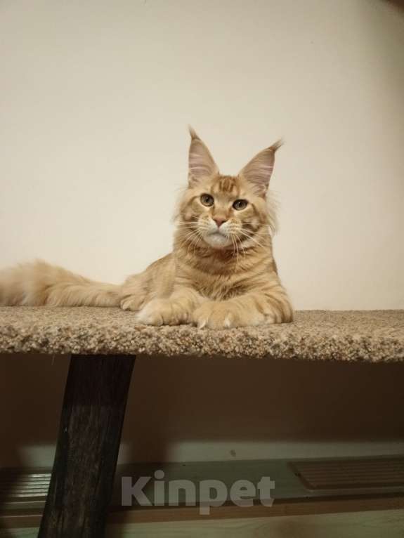 Кошки в Владимире: Кот , мейн-кун , красный тигр Мальчик, 45 000 руб. - фото 1