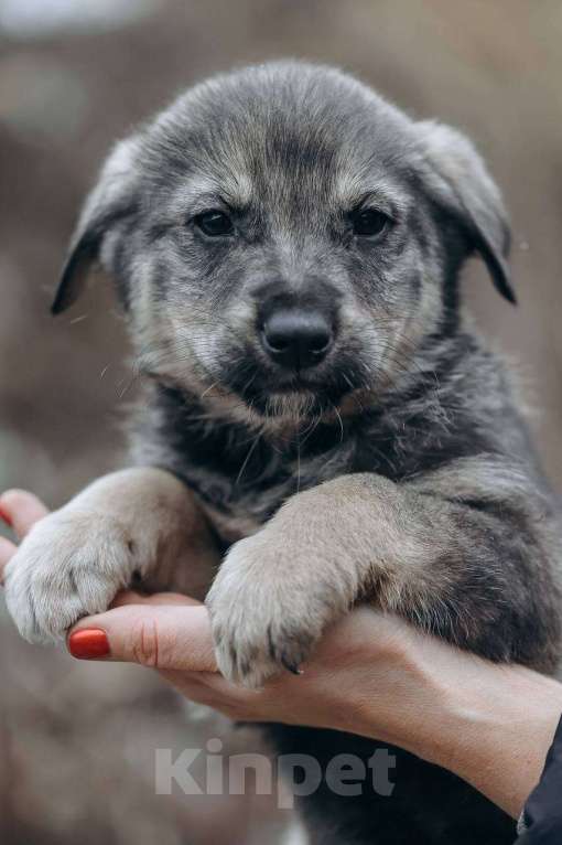 Собаки в Москве: Сэмуэль (Сэм) Мальчик, Бесплатно - фото 6