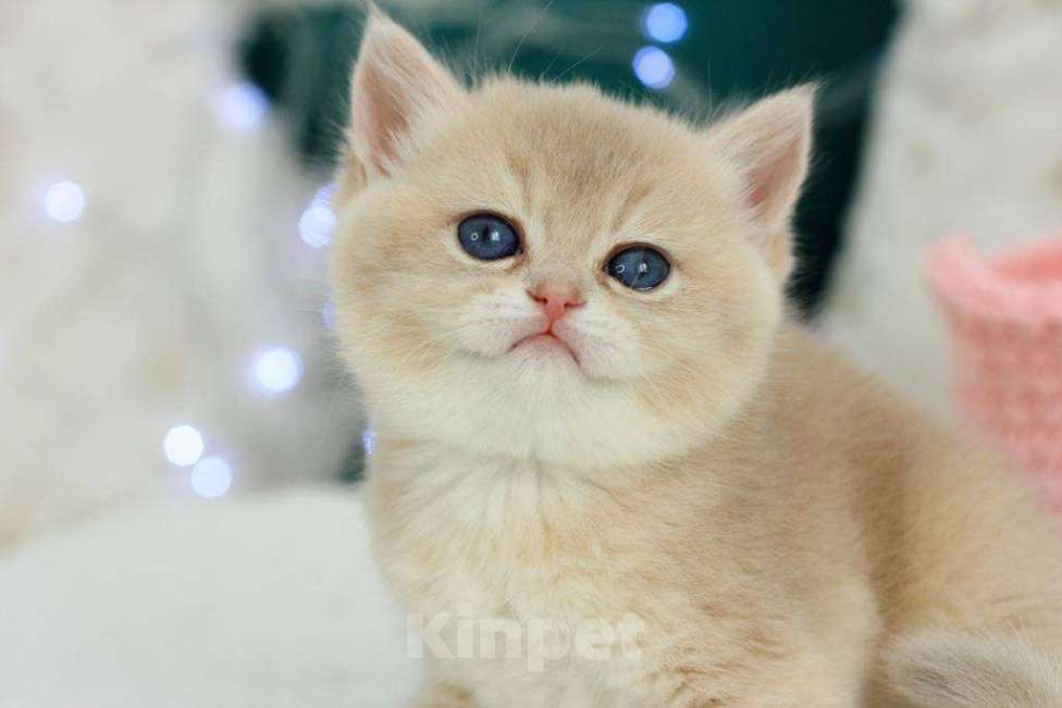 Кошки в Москве: Британская девочка Умница Девочка, 70 000 руб. - фото 4