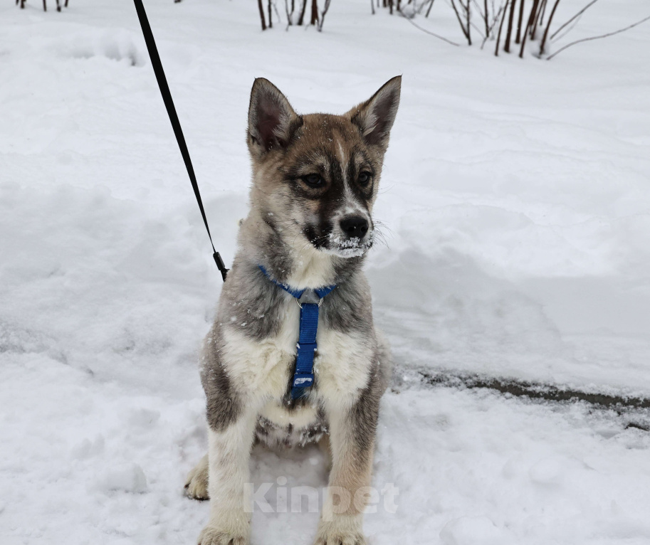 Собаки в Москве: Щенки бесплатно в Москве Девочка, Бесплатно - фото 6