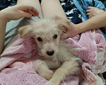 Собаки в Москве: Метис, девочка 4,5 месяца Девочка, Бесплатно - фото 1