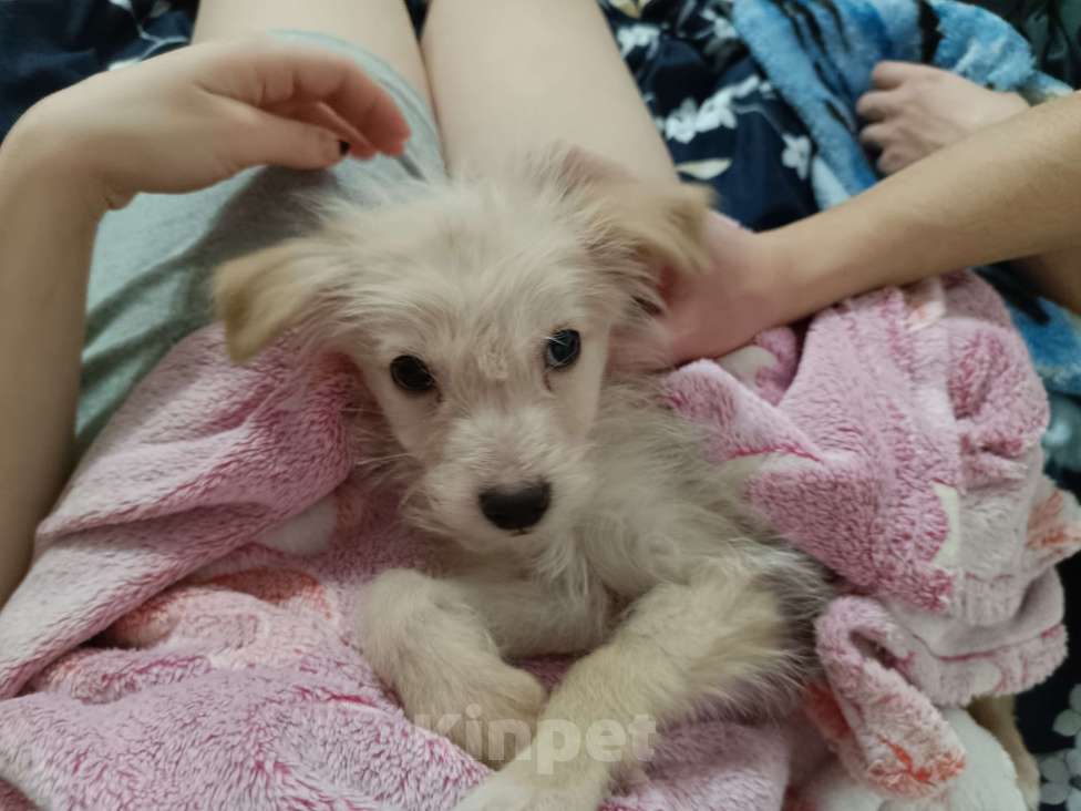 Собаки в Москве: Метис, девочка 4,5 месяца Девочка, Бесплатно - фото 1