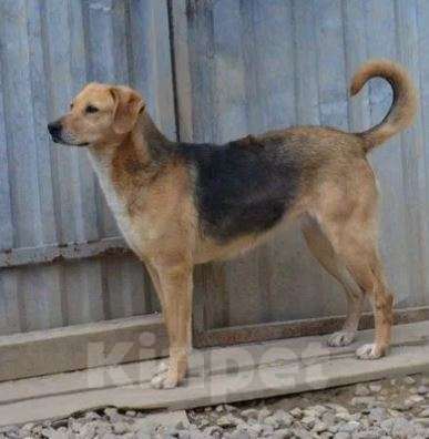 Собаки в Москве: Челси Девочка, Бесплатно - фото 2