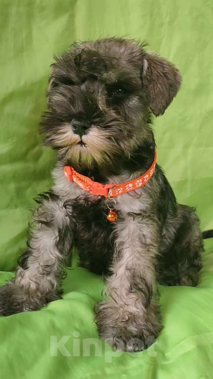 Собаки в Москве: щенок-девочка цвергшнауцера Девочка, 35 000 руб. - фото 3