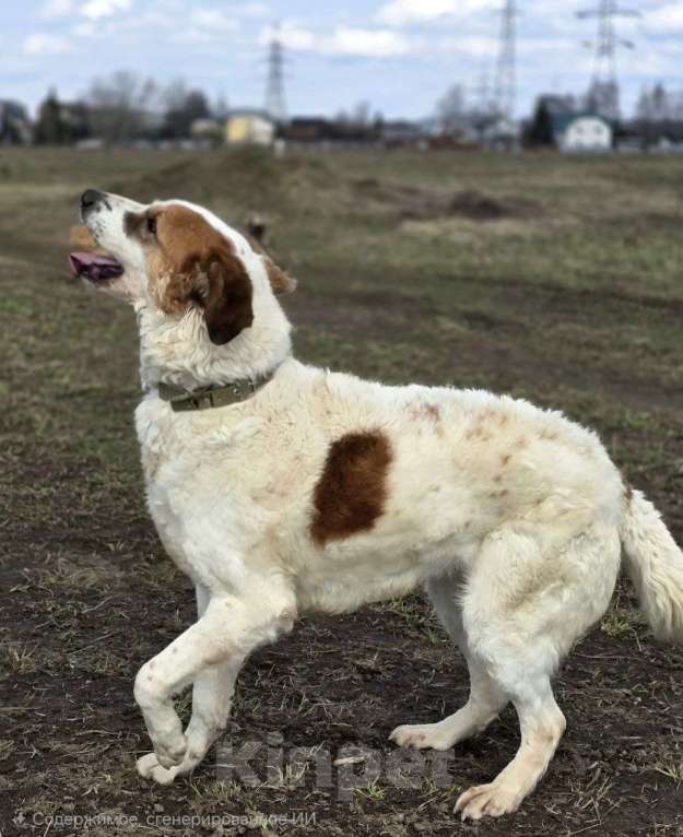Собаки в Королеве: Ищет дом красавец Друлл! Мальчик, Бесплатно - фото 7