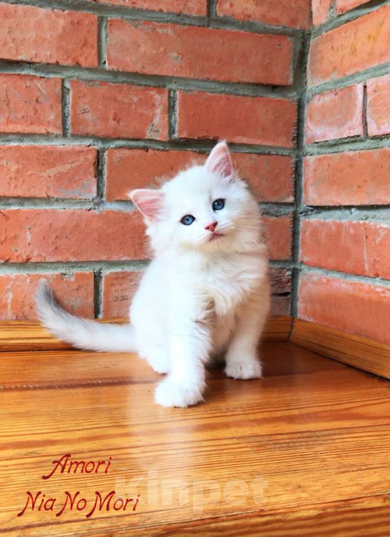 Кошки в Москве: Котёнок девочка породы Рэгдолл - Amori Девочка, 95 000 руб. - фото 1