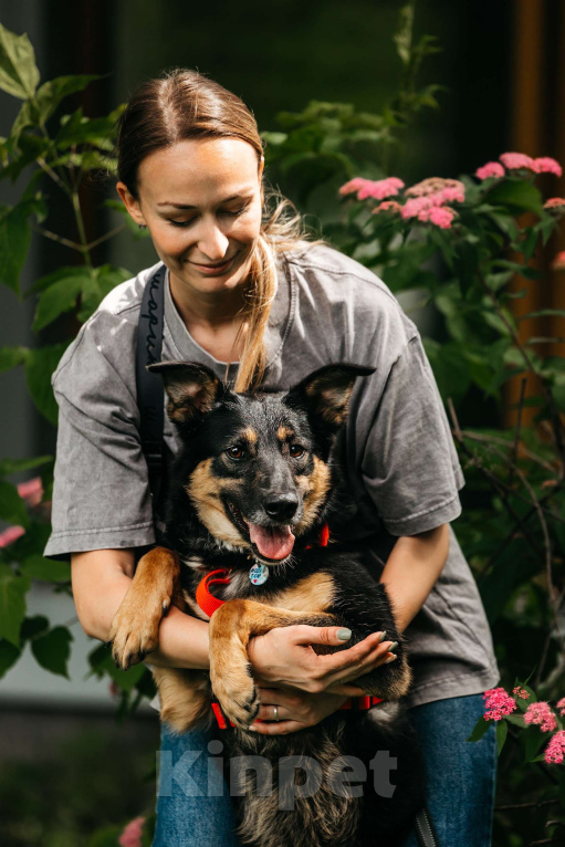 Собаки в Москве: Робкая Киви ищет дом Девочка, Бесплатно - фото 6