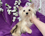 Собаки в Москве: Золотой йорк мини девочка подрощенная Девочка, 80 000 руб. - фото 5