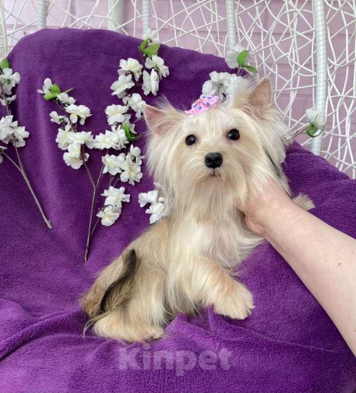 Собаки в Москве: Золотой йорк мини девочка подрощенная Девочка, 80 000 руб. - фото 5