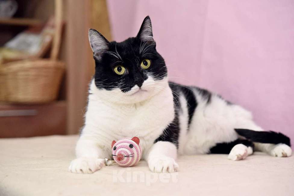 Кошки в Москве: Кошечка Маргоша в добрые руки Девочка, 10 руб. - фото 2