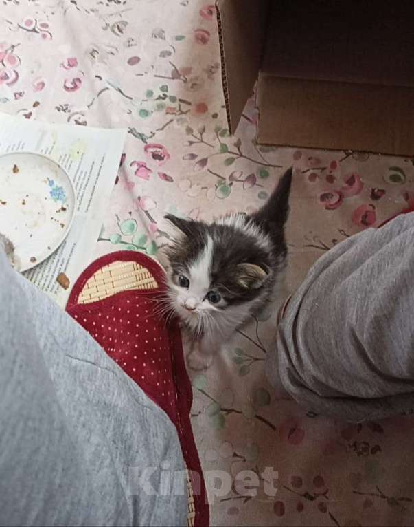 Кошки в других городах Московской области: Девочка белая с чёрным 3 недели Девочка, Бесплатно - фото 2