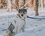 Собаки в Москве: Статный красавчик из приюта Солнцево ищет дом Мальчик, Бесплатно - фото 5