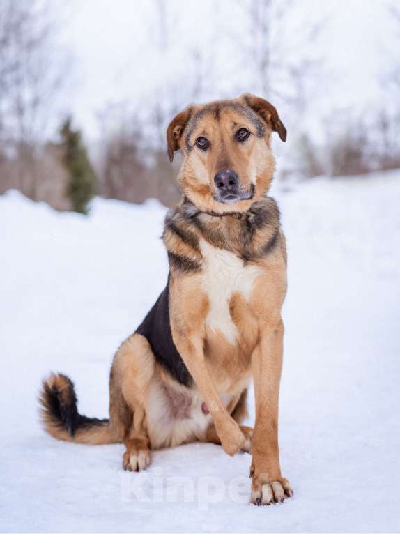 Собаки в Москве: Активный, жизнерадостный особенный мальчишка Мальчик, Бесплатно - фото 6