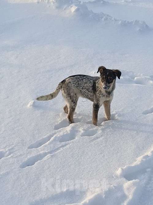 Собаки в других городах Ленинградской области: Пестрое чудо Девочка, Бесплатно - фото 1