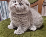 Кошки в Москве: Голубая плюшевая  Девочка, 20 000 руб. - фото 4