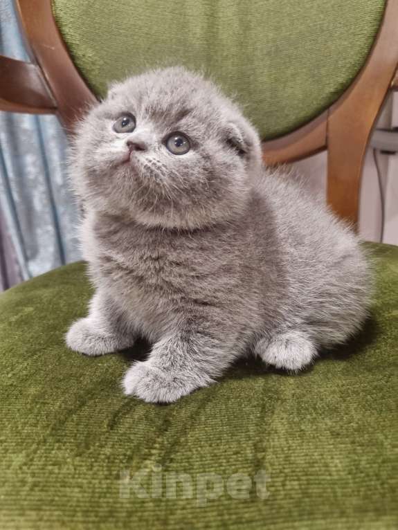 Кошки в Москве: Голубая плюшевая  Девочка, 20 000 руб. - фото 4