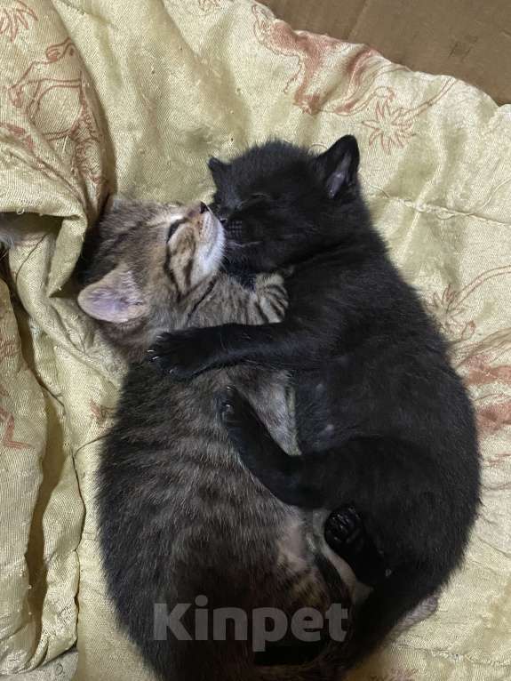 Кошки в Ижевске: Отдам котенка в добрые руки  Девочка, Бесплатно - фото 2