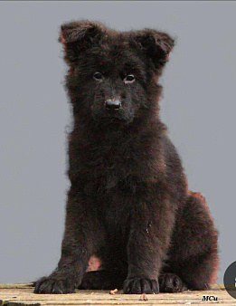 Чёрный мальчик