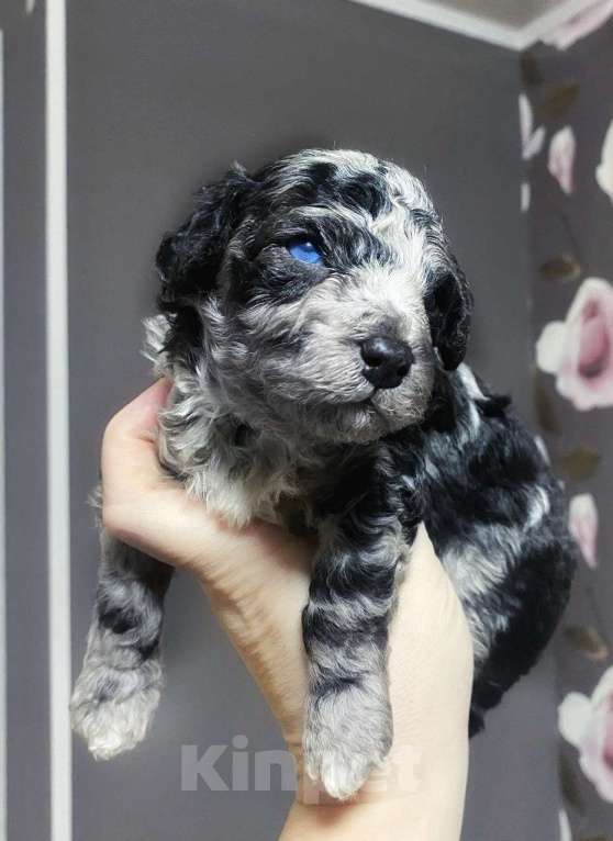 Собаки в других городах Московской области: Лакомый красавец готов на бронь Мальчик, 60 000 руб. - фото 1