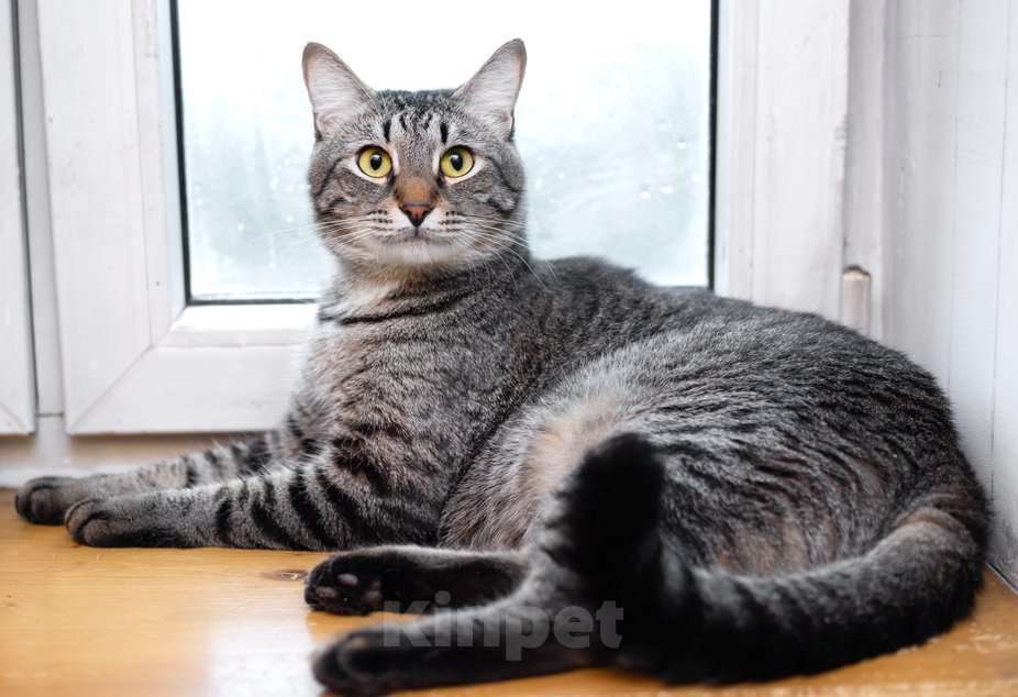 Кошки в Москве: Полосатый ласковый кот Шпрот в добрые руки Мальчик, 1 руб. - фото 6