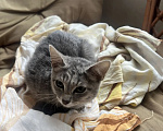 Кошки в Омске: Котенок в добрые руки Девочка, Бесплатно - фото 2