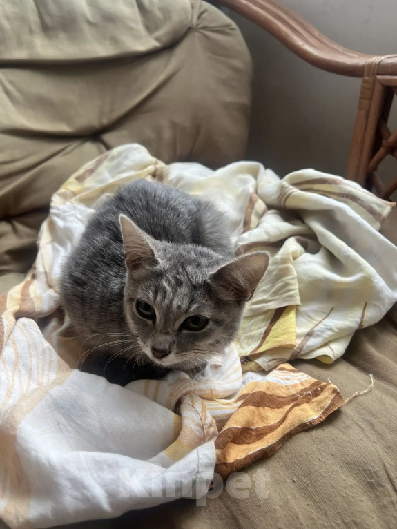 Кошки в Омске: Котенок в добрые руки Девочка, Бесплатно - фото 2