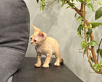 Кошки в Москве: Котенок девон-рекс рыжая девочка  Девочка, 120 000 руб. - фото 4