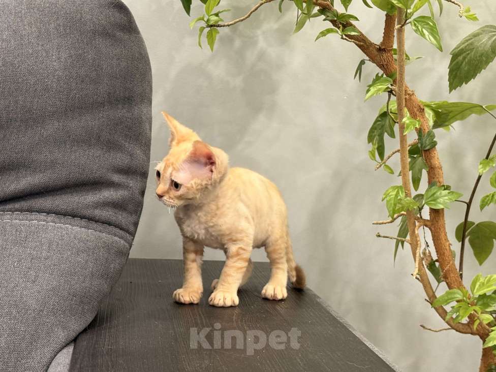 Кошки в Москве: Котенок девон-рекс рыжая девочка  Девочка, 120 000 руб. - фото 4