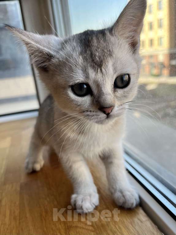 Кошки в других городах Ленинградской области: Котята бурмилла  Мальчик, 60 000 руб. - фото 6