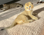 Кошки в Тюмени: Котята золотая шиншила Мальчик, 20 000 руб. - фото 5