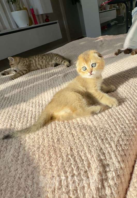 Кошки в Тюмени: Котята золотая шиншила Мальчик, 20 000 руб. - фото 5