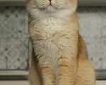 Кошки в Москве: Британский кот Мальчик, 100 000 руб. - фото 3