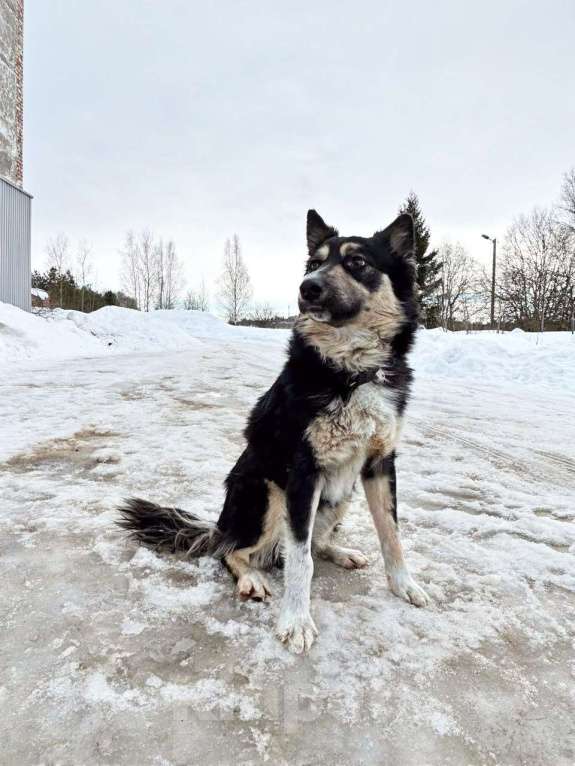Собаки в других городах Московской области: Привет Мальчик, Бесплатно - фото 1