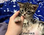 Кошки в Симферополе: Отдаю в добрые руки котят Мальчик, Бесплатно - фото 1