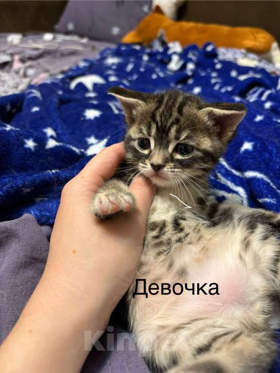 Кошки в Симферополе: Отдаю в добрые руки котят Мальчик, Бесплатно - фото 1