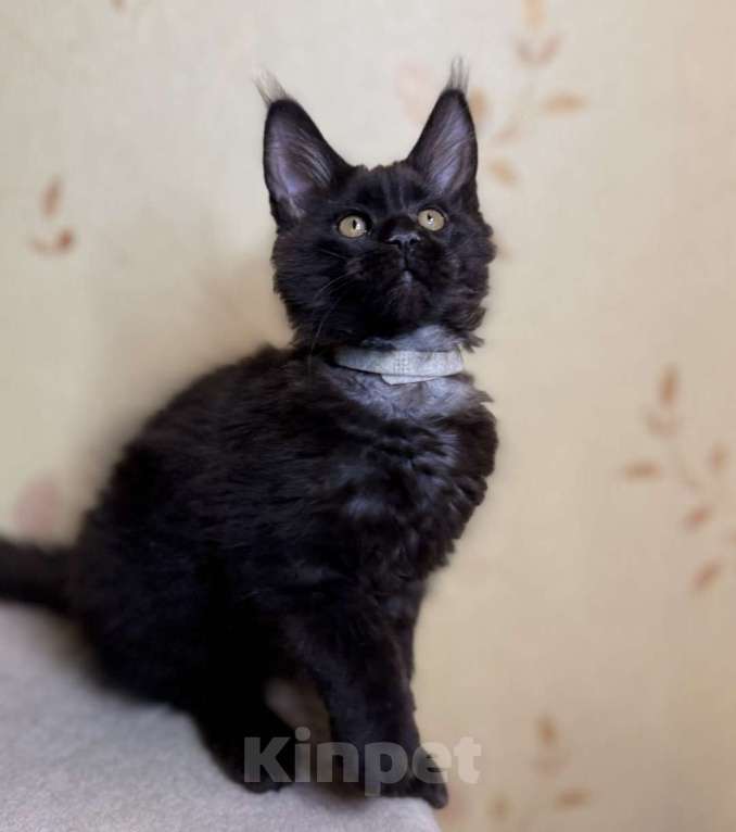 Кошки в Москве: Мейкуны котята девочки Девочка, 90 000 руб. - фото 1