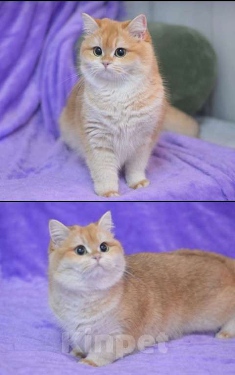 Кошки в Краснодаре: Британские котята золотая голубая шиншилла Девочка, 20 000 руб. - фото 10