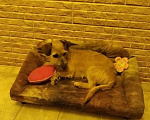 Собаки в Искитиме: Собачка компаньон Девочка, Бесплатно - фото 7