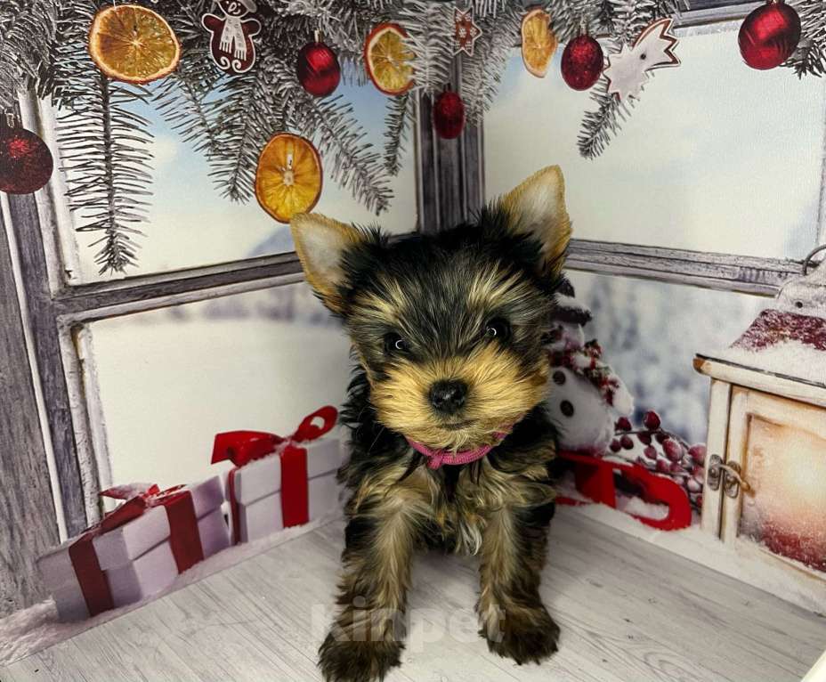 Собаки в других городах Московской области: Нона Девочка, 80 000 руб. - фото 3