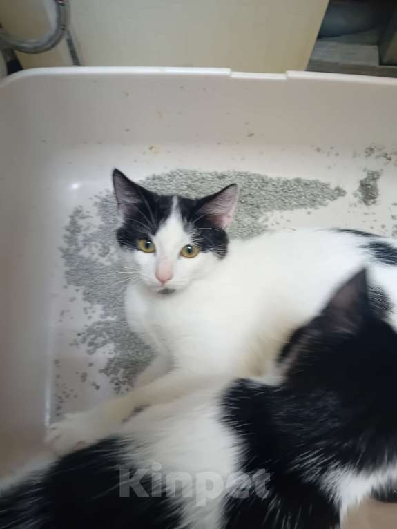 Кошки в Самаре: Чудесный наидобрейший котейка Мальчик, Бесплатно - фото 2