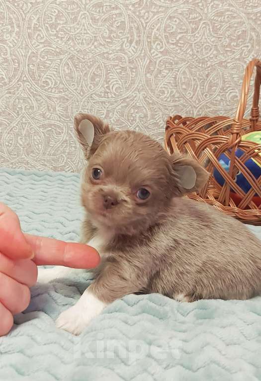 Собаки в Новосибирске: Девочка Чихуахуа Девочка, Бесплатно - фото 2