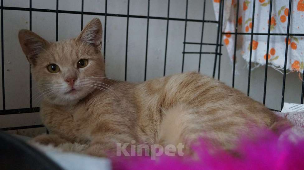 Кошки в Жуковском: Джозик котенок ищет дом Мальчик, Бесплатно - фото 9