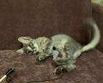 Кошки в Москве: Красавица Адель - котенок, 2,5 месяца Девочка, Бесплатно - фото 7