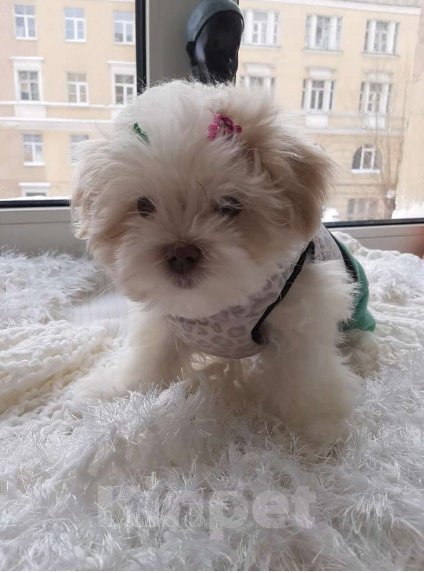 Собаки в Санкт-Петербурге: Мальтезе мини-девочка Дези Девочка, 65 000 руб. - фото 2