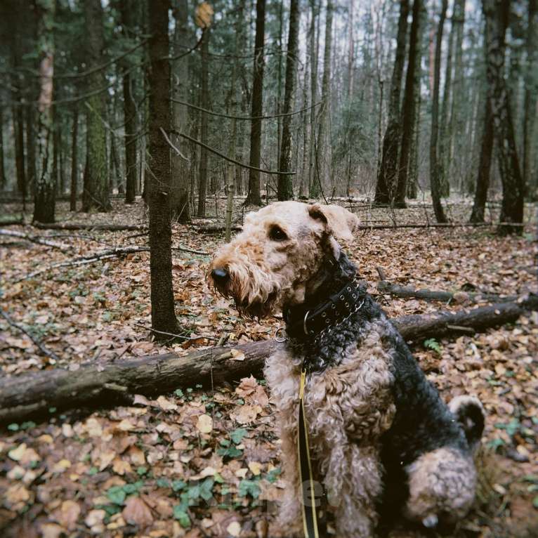 Собаки в Балашихе: Эрдельтерьер вязка Мальчик, Бесплатно - фото 1