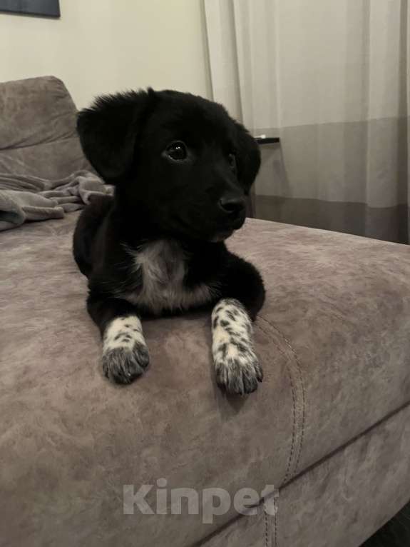 Собаки в Белом Калитве: Малышка в семью Девочка, Бесплатно - фото 7