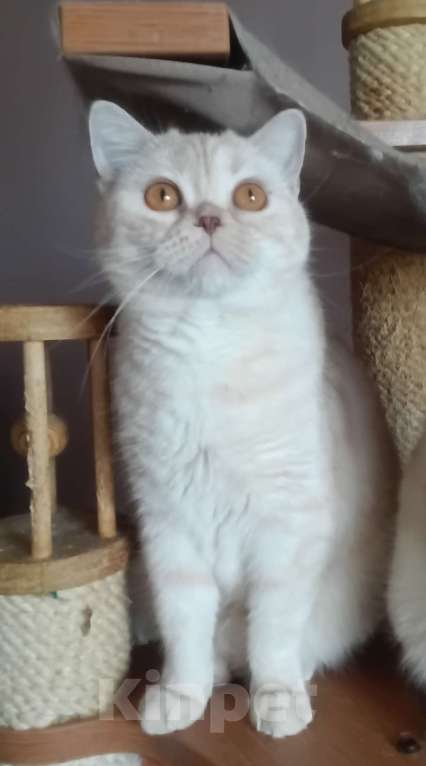 Кошки в Москве: Шотландский кремовый котик Персик Мальчик, 8 000 руб. - фото 1