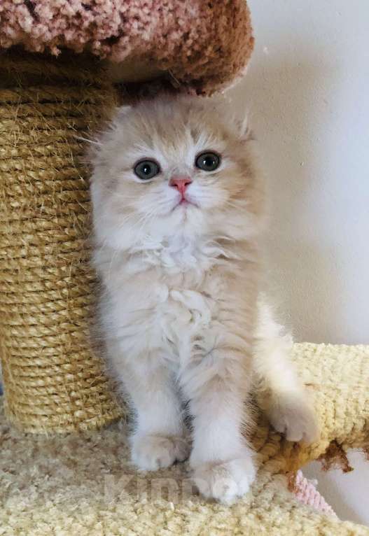 Кошки в Сестрорецке: Ручной мурчалочка Мальчик, 30 000 руб. - фото 3