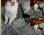 Кошки в Санкт-Петербурге: Тея Девочка, Бесплатно - фото 1